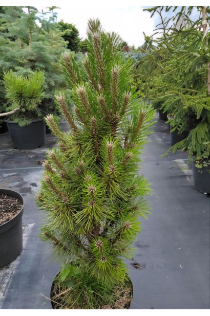 Сосна чорна Komet взимку